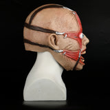 Halloween Scary Horror Joker Mask Cosplay Clown Evil Ghost Zombie Mask Props New - BFJ Cosmart